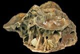 Pleistocene Aged Fossil Bison Skull Section with Horn - Kansas #150448-2